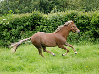 Fototapeta premium Horse Running