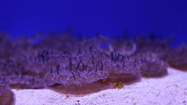 jellyfish medusa underwater video full HD DSLR  video 1080P