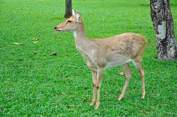 Deer (brow-antlered)