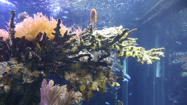 coral life underwater video 1080p
