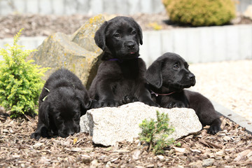 Three black labrador retriever puppies