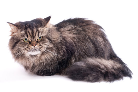 persische Katze