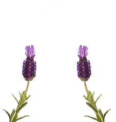 Luscious lavender isolated on white background