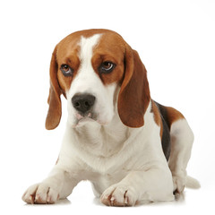 Beagle dog