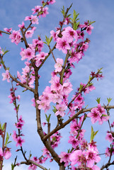 Peach blossoms in springtime