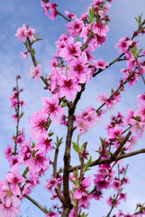 Peach blossoms in springtime