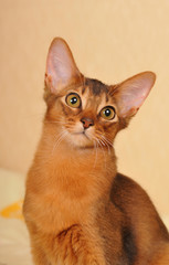 Somali kitten ruddy color portrait
