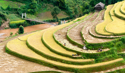 Champs en terrasses en cours de récolte, district de Mu Cang Chai, Yen Bai