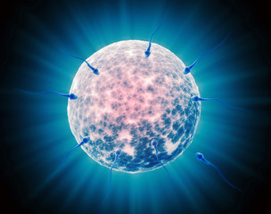 Human sperm cells during fertilization
