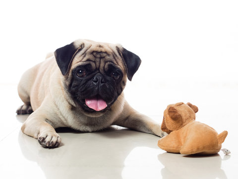 pug and toy 2