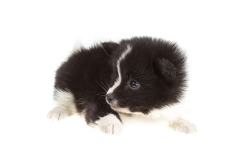 Obraz premium Portrait of pomeranian spitz