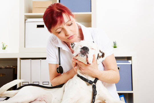 Tier&auml;rztin bei Untersuchung von Hund