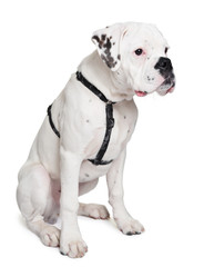 Fototapeta premium Junger Boxer Hund (Albino)