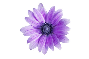 marguerite violette