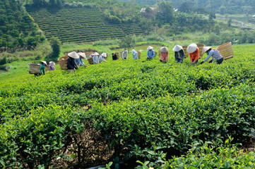 Fototapety  Zbieracze herbaty w prowincji Lam Dong, Wietnam
