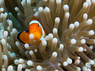 anemone fish