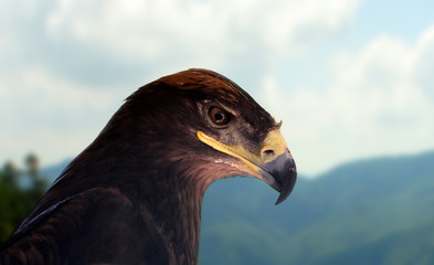 Steppe eagle
