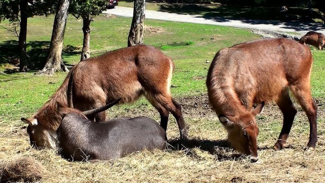 antilope