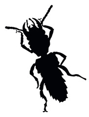 Bug vector silhouette isolated © vadimmmus