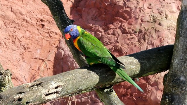 Allfarblori Rainbow Lory