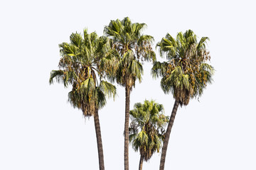Fototapeta premium Group of green palm trees cut out on a white background.