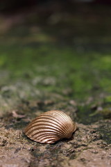 Gold pebbles