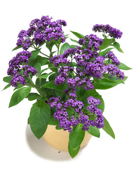 Heliotropium in a pot on white background