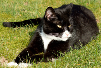 Schwarz Weiße Katze