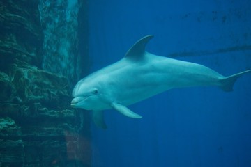 Fototapeta premium delfini