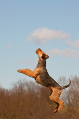 Airedale Terrier