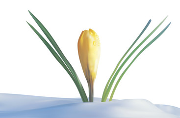 Illustration of yellow crocuses flowering through the snow