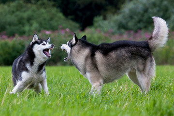 Siberian Husky Paar