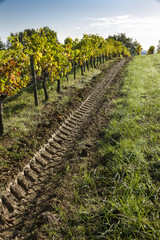 Obraz premium Vignes