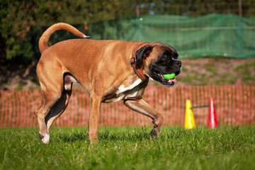 Deutscher Boxer