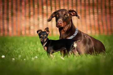 Dobermann und Prager Rattler Welpe