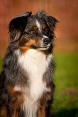 Australian Shepherd Portrait