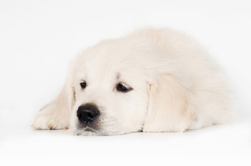 sad golden retriever puppy