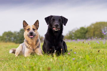 Australian Cattle Dog Hündin und Mischlingsrüde