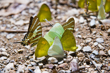 beautiful Butterfly  Along Mountain Creek