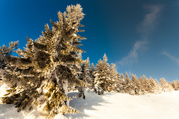 Trees covered with hoarfrost and snow in mountains