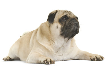 Obraz premium Close-up of Pug