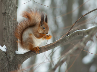 Eurasian red squirrel