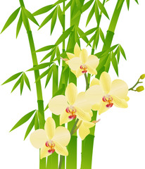 Fototapeta na wymiar bamboo and yellow orchid flowers on white