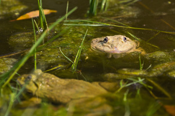 frog in pond