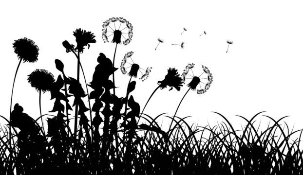 Fototapeta silhouettes of dandelions in grass isolated on white