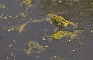 frog in pond