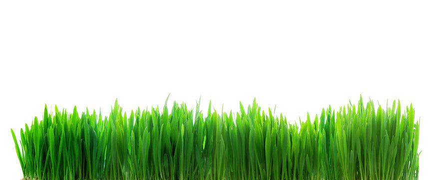 Panoramic image of fresh green grass isolated on white backgroun