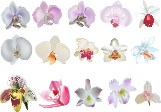 fifteen orchid flowers collection isolated on white