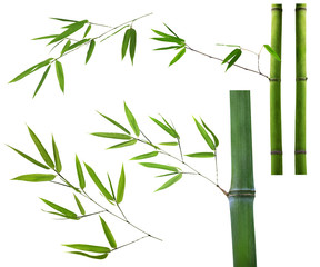 set of green bamboo brancheson white