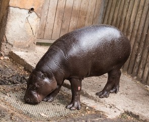 Hippopotamus in zoo eating something